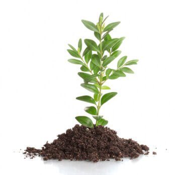 Planta na Terra Planta na Terra