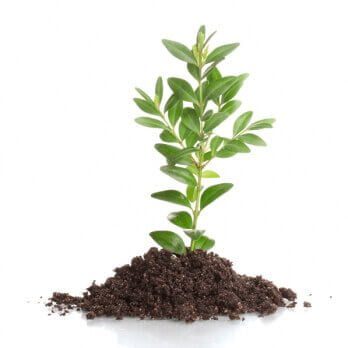 Planta na Terra Planta na Terra